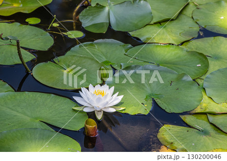 夏の池に咲く花　ハス 130200046