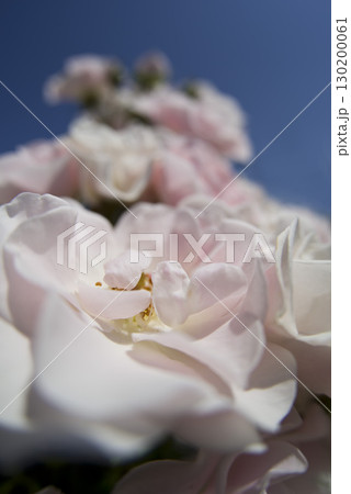 薔薇園にピンク色と白色の薔薇の花が咲いています。このバラの名前はセレッソです。 薔薇園にピンク色と白色の薔薇の花が咲いています。このバラの名前はセレッソです。 130200061