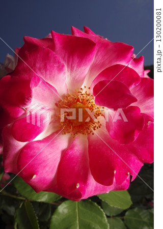 薔薇園にピンク色と白色の薔薇の花が咲いています。このバラの名前はディスティニィ（Destiny)です 130200081
