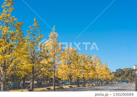 皇居前のイチョウ並木 130200089