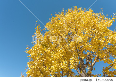 イチョウの木と青空 イチョウの木と青空 130200090
