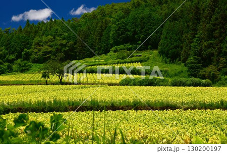 愛媛県久万高原町直瀬の山間に、真夏の日差しを浴びてひろがるタバコ畑 愛媛県久万高原町直瀬の山間に、真夏の日差しを浴びてひろがるタバコ畑 130200197