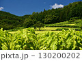 愛媛県久万高原町直瀬の山間に、真夏の日差しを浴びてひろがるタバコ畑 130200202