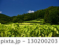 愛媛県久万高原町直瀬の山間に、真夏の日差しを浴びてひろがるタバコ畑 130200203