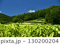 愛媛県久万高原町直瀬の山間に、真夏の日差しを浴びてひろがるタバコ畑 130200204