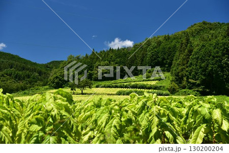 愛媛県久万高原町直瀬の山間に、真夏の日差しを浴びてひろがるタバコ畑 愛媛県久万高原町直瀬の山間に、真夏の日差しを浴びてひろがるタバコ畑 130200204