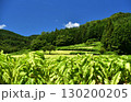 愛媛県久万高原町直瀬の山間に、真夏の日差しを浴びてひろがるタバコ畑 130200205