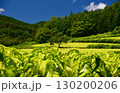 愛媛県久万高原町直瀬の山間に、真夏の日差しを浴びてひろがるタバコ畑 130200206