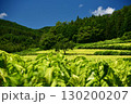 愛媛県久万高原町直瀬の山間に、真夏の日差しを浴びてひろがるタバコ畑 130200207