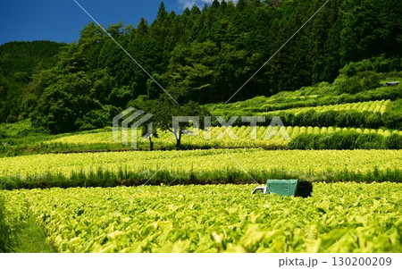 愛媛県久万高原町直瀬の山間に、真夏の日差しを浴びてひろがるタバコ畑 130200209