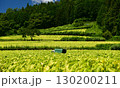 愛媛県久万高原町直瀬の山間に、真夏の日差しを浴びてひろがるタバコ畑 130200211