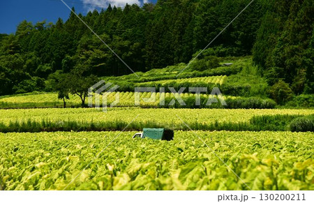 愛媛県久万高原町直瀬の山間に、真夏の日差しを浴びてひろがるタバコ畑 愛媛県久万高原町直瀬の山間に、真夏の日差しを浴びてひろがるタバコ畑 130200211