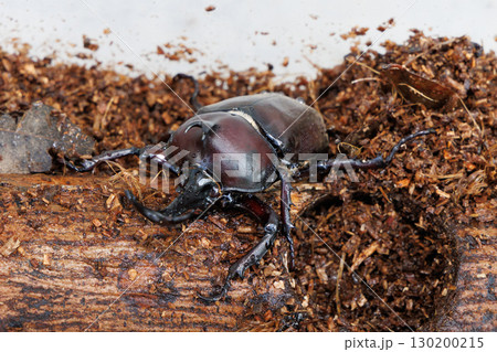 木に止まるカブトムシ 木に止まるカブトムシ 130200215