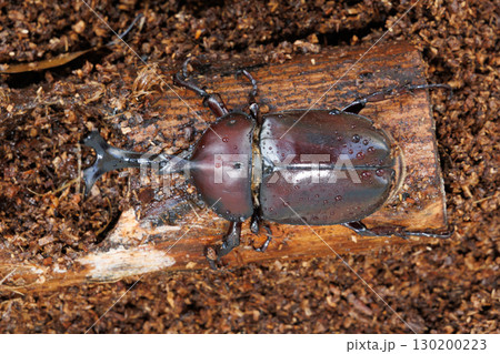 木に止まるカブトムシ 木に止まるカブトムシ 130200223
