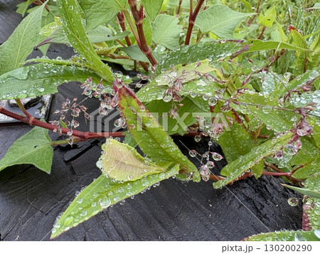 霧の粒が作る自然のジュエリー_ 霧滴_きてき_植物に付いた水滴 130200290