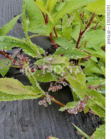 霧の粒が作る自然のジュエリー_ 霧滴_きてき_植物に付いた水滴 130200291