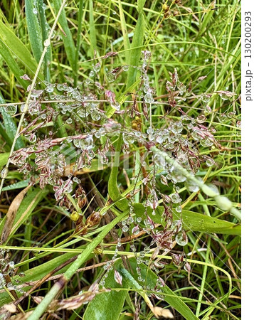 霧の粒が作る自然のジュエリー_ 霧滴_きてき_植物に付いた水滴 130200293