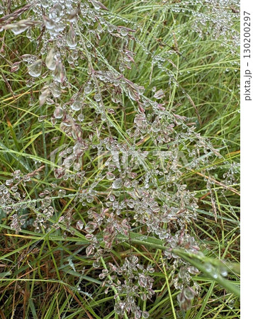 霧の粒が作る自然のジュエリー_ 霧滴_きてき_植物に付いた水滴 霧の粒が作る自然のジュエリー_ 霧滴_きてき_植物に付いた水滴 130200297