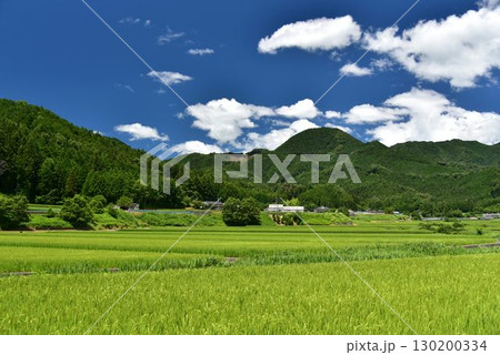 愛媛県久万高原町 夏の直瀬に広がる稲田 愛媛県久万高原町 夏の直瀬に広がる稲田 130200334