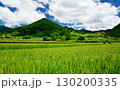愛媛県久万高原町　夏の直瀬に広がる稲田 130200335