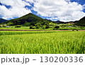愛媛県久万高原町　夏の直瀬に広がる稲田 130200336