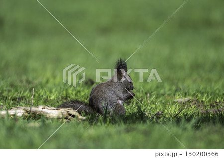 春のエゾリスたち 130200366