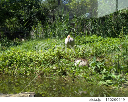 トキ トキ 130200449