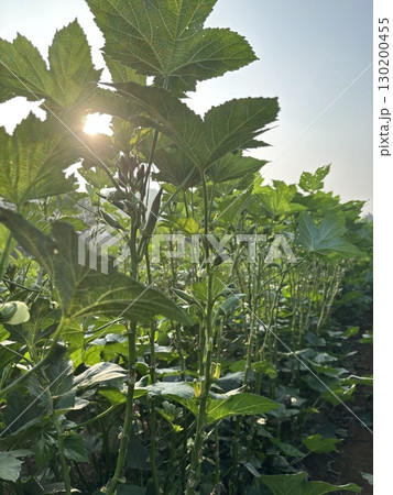 オクラ畑 130200455