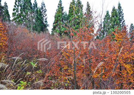 高原の紅葉風景　新潟県　当間高原 130200505