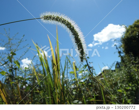 青空バックのエノコログサの生態写真 青空バックのエノコログサの生態写真 130200772