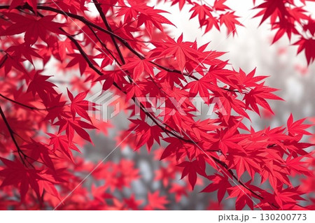 秋の紅葉 秋の紅葉 130200773