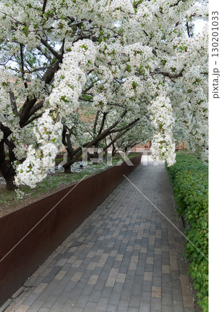 Blooming cherry trees arch over a modern paved walkway in a landscaped urban courtyard. Seasonal transformation, eco-friendly urban design, and the integration of nature in city architecture 130201033