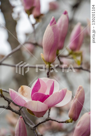Close-up of a blooming magnolia flower with pink and white petals surrounded by buds on bare branches 130201104
