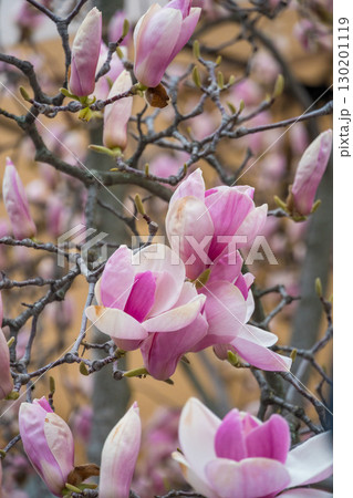 Close-up of a blooming magnolia flower with pink and white petals surrounded by buds on bare branches Close-up of a blooming magnolia flower with pink and white petals surrounded by buds on bare branches 130201119