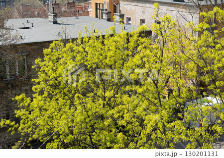 Bright green spring foliage of a tree stands out against old urban buildings and rooftops Bright green spring foliage of a tree stands out against old urban buildings and rooftops 130201131