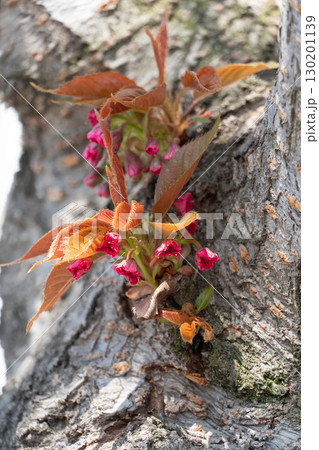 Close-up of delicate pink cherry blossoms emerging directly from the textured bark of a tree 130201139