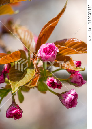 Delicate pink cherry blossoms and buds on thin branches captured in natural sunlight in early spring Delicate pink cherry blossoms and buds on thin branches captured in natural sunlight in early spring 130201153