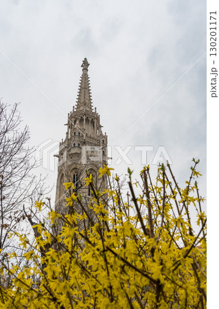 The ornate gothic spire of Matthias Church rises above bright yellow Forsythia blooms under a cloudy spring sky 130201171
