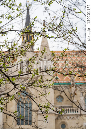 Fresh green buds and spring blossoms frame the gothic spires and colorful roof tiles of Matthias Church 130201172