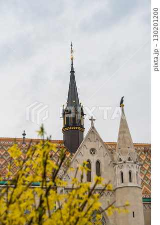 The ornate gothic spire of Matthias Church rises above bright yellow Forsythia blooms under a cloudy spring sky 130201200