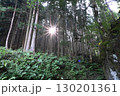 森に差し込む太陽 130201361