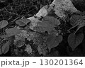 岩と葉っぱ 130201364
