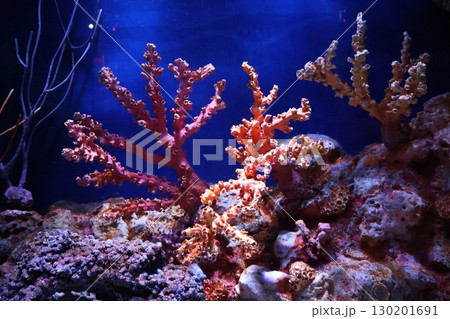 サンゴ礁のある水槽の風景 130201691