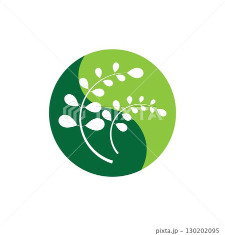 Moringa leaf logo illustration vector design 130202095