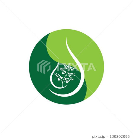Moringa leaf logo illustration vector design Moringa leaf logo illustration vector design 130202096