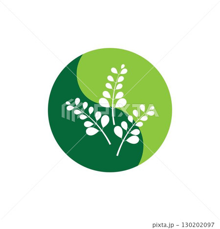 Moringa leaf logo illustration vector design Moringa leaf logo illustration vector design 130202097