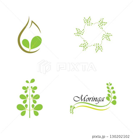 Moringa leaf logo illustration vector design Moringa leaf logo illustration vector design 130202102