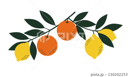 Citrus branch with ripe yellow lemons and orange fruits vector illustration Citrus branch with ripe yellow lemons and orange fruits vector illustration 130202253