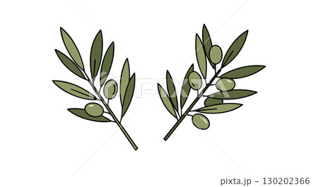 Olive Branches Vector Illustration with Green Olives and Leaves Natural Theme 130202366