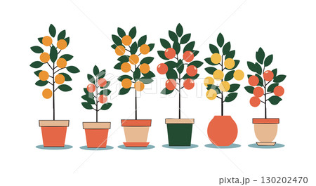 Orange and yellow fruit trees in pots vector illustration with green leaves in row Orange and yellow fruit trees in pots vector illustration with green leaves in row 130202470